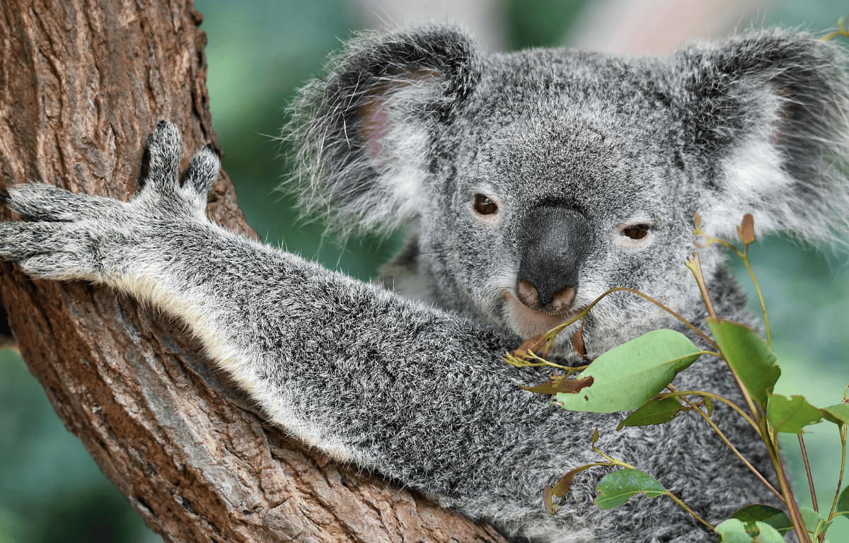 Australia vegan travel guide