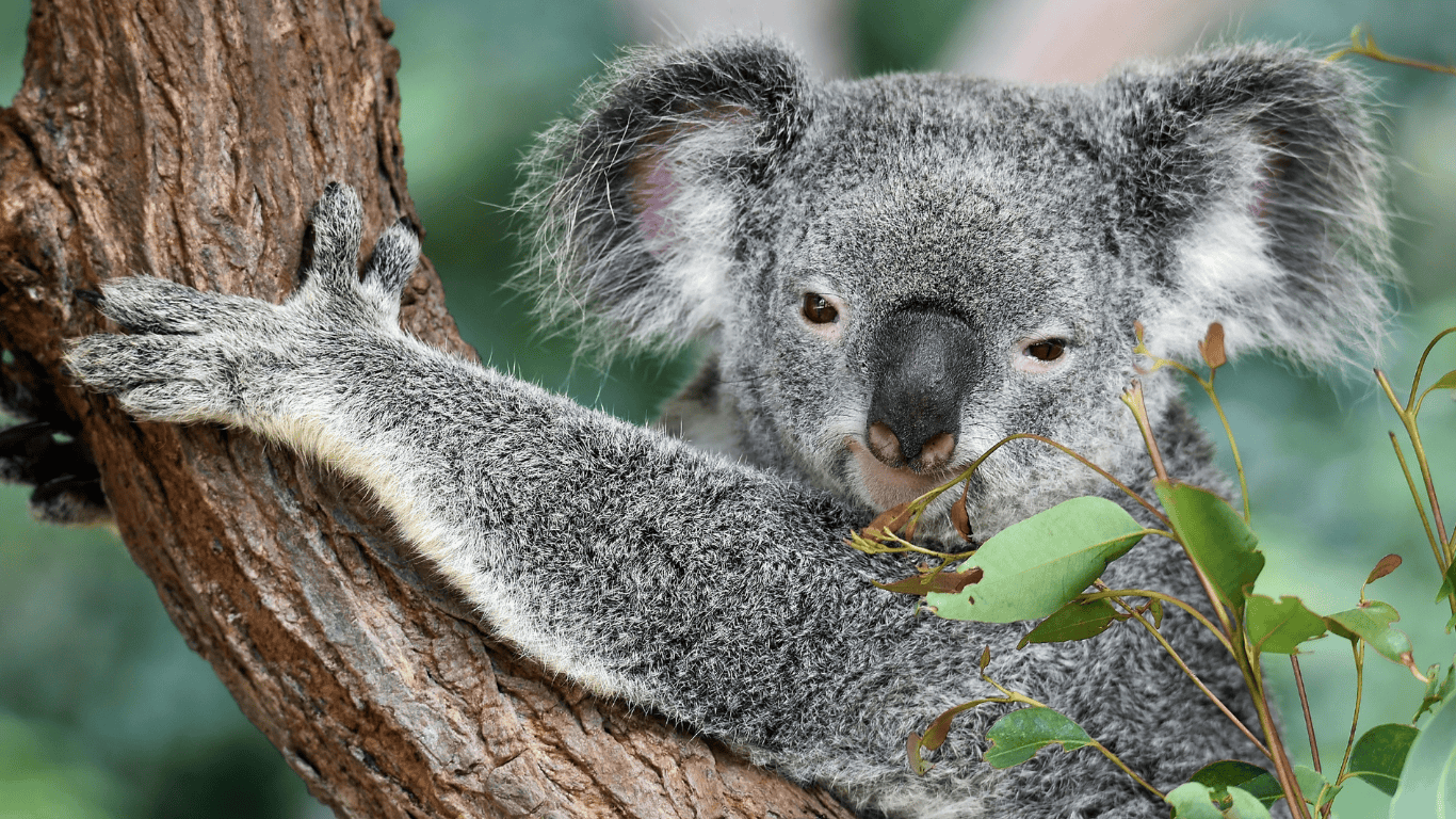 Australia